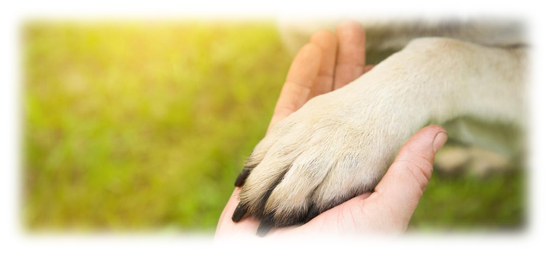 The Transformative Power of Contributing to Dog Foundations